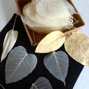 NEW NATURAL DRIED BODHI SKELETON FALL LEAF BOX DECOR SCRAPBOOK CRAFT ODDITY